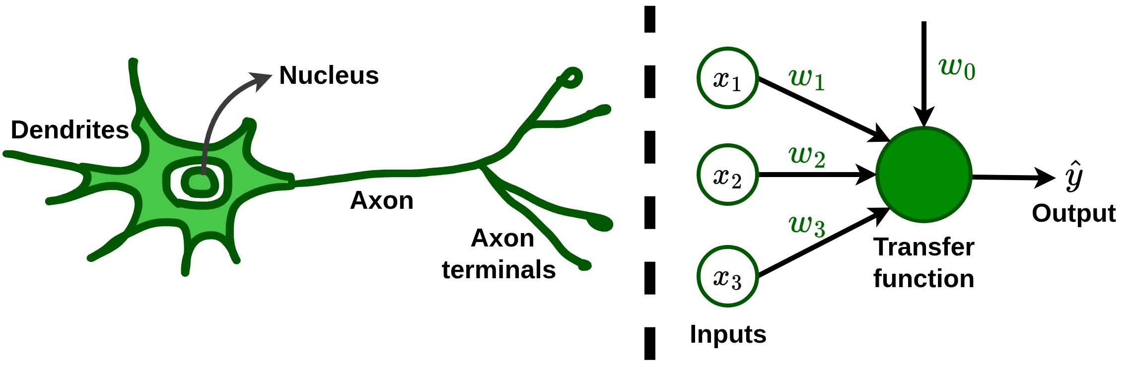 Biological and artificial neurons